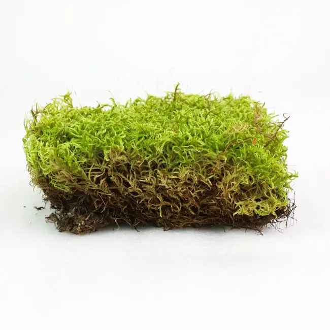 Mossify Natural Canadian Forest Moss - Revita-Moss™ (Pleurozium schreberi)