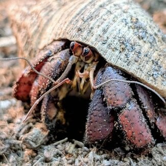 Hermit Crab 'Master Roshi' SP