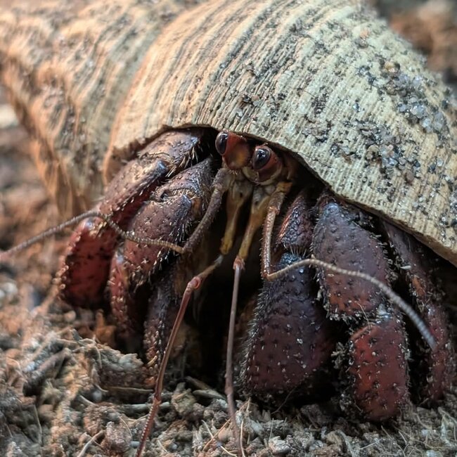 Hermit Crab 'Master Roshi' SP