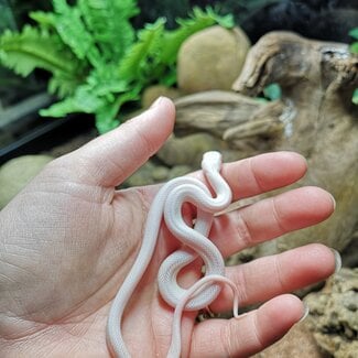 Texas Rat Snake Albino Leucistic, Elaphe obsoleta lindheimeri