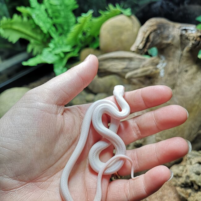 Texas Rat Snake Albino Leucistic, Elaphe obsoleta lindheimeri