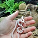 Texas Rat Snake Albino Leucistic, Elaphe obsoleta lindheimeri