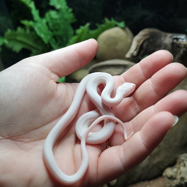 Texas Rat Snake Albino Leucistic, Elaphe obsoleta lindheimeri