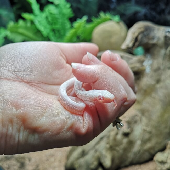 Texas Rat Snake Albino Leucistic, Elaphe obsoleta lindheimeri