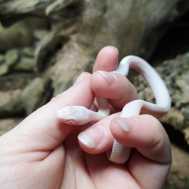 Texas Rat Snake Albino Leucistic, Elaphe obsoleta lindheimeri