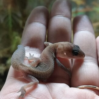 Oreo Patternless Fat Tail Gecko