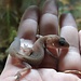 Oreo Patternless Fat Tail Gecko