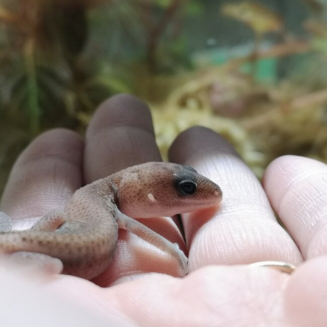 Oreo Patternless Fat Tail Gecko