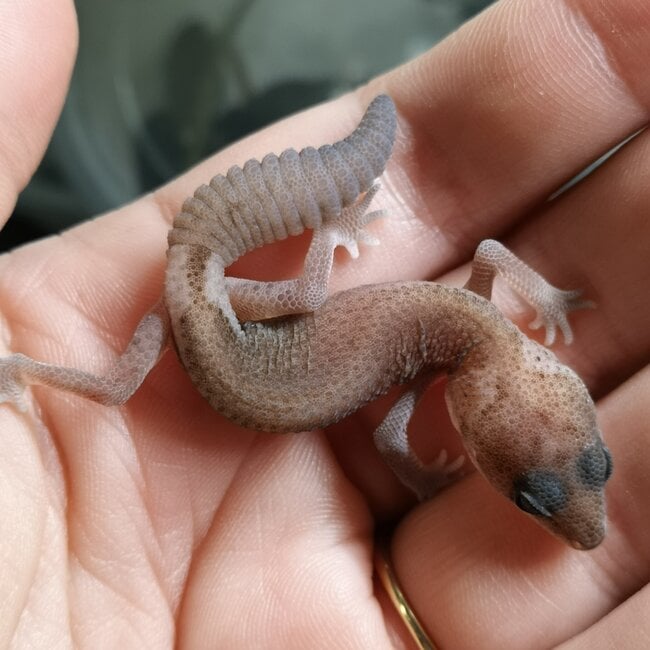 Oreo Patternless Fat Tail Gecko