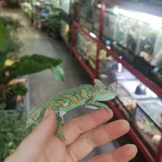 Veiled Chameleon