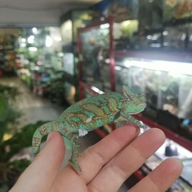 Veiled Chameleon