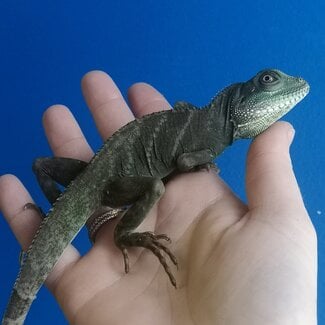 Chinese Water Dragon  CB