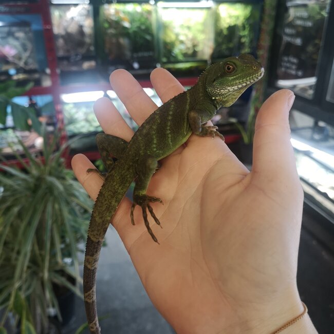 Chinese Water Dragon  CB