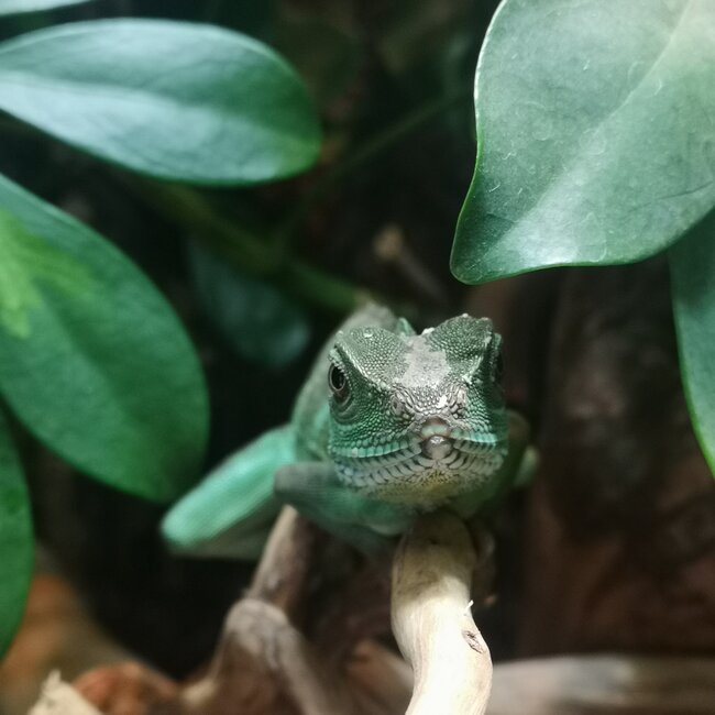 Chinese Water Dragon  CB