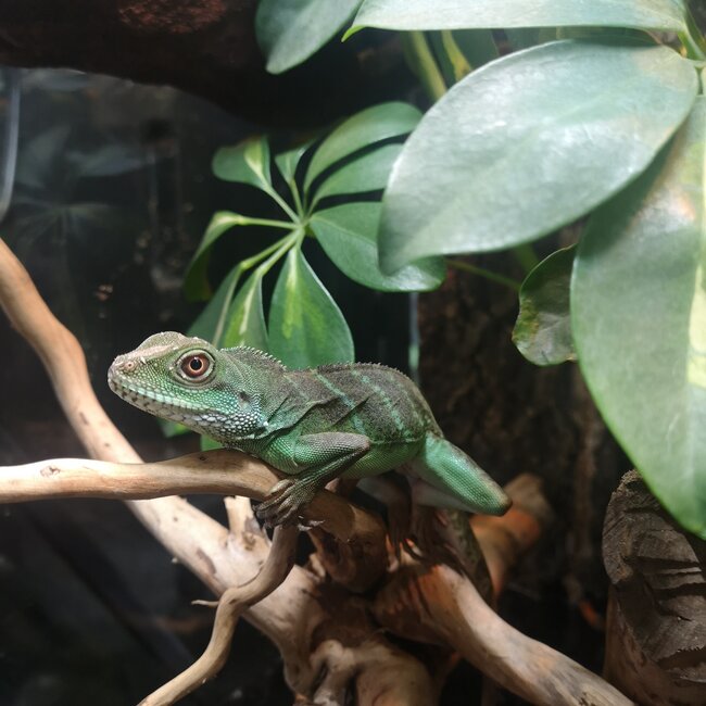 Chinese Water Dragon  CB