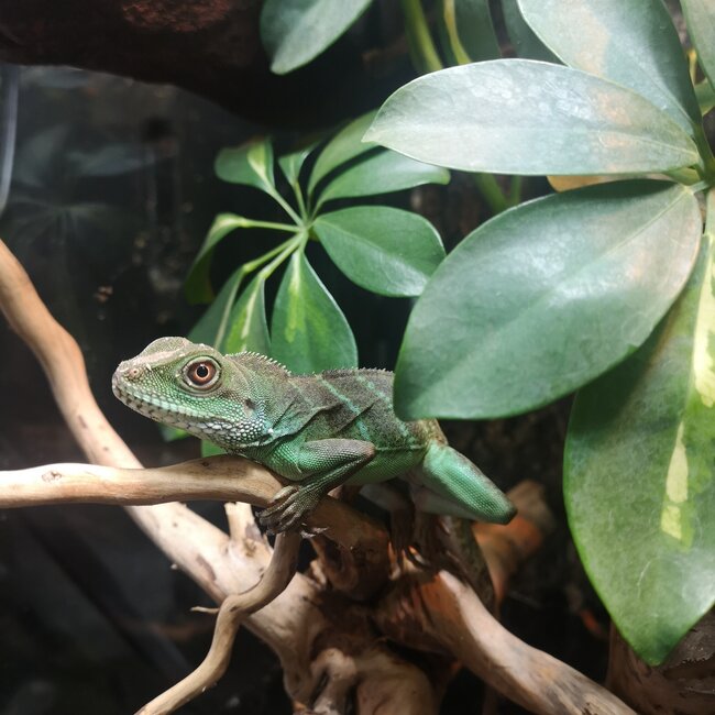 Chinese Water Dragon  CB