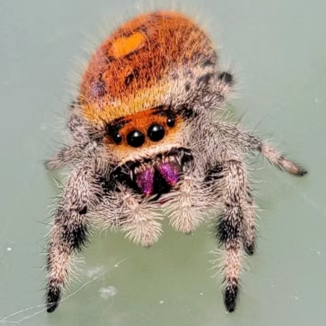 Regal Jumping Spider 'Dragons Breath' i5/i6, Phidippus Regius