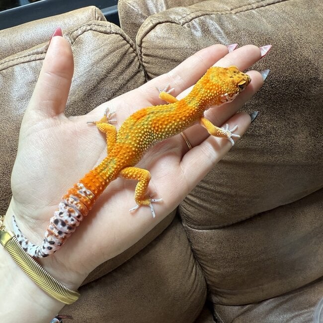 Blood Emerine Leopard Gecko 'M1'