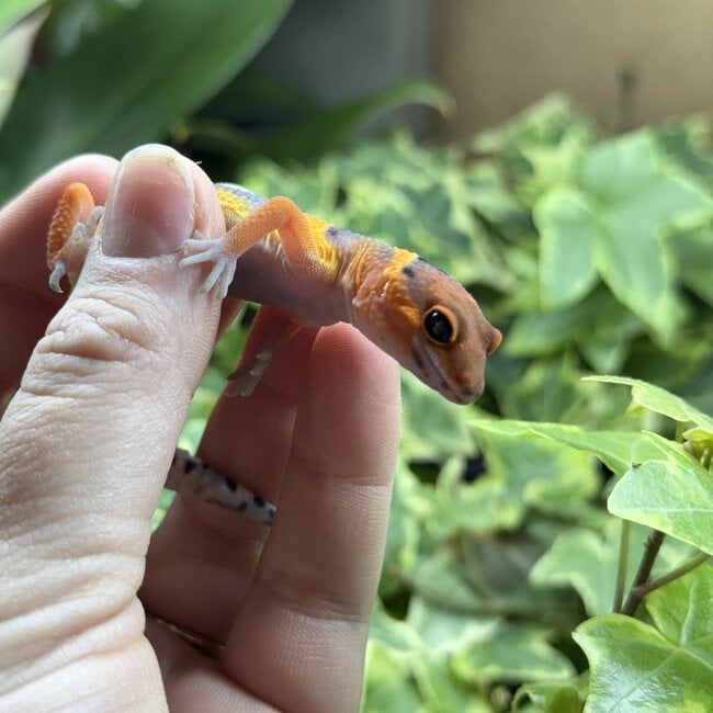 Blood Emerine Leopard Gecko 'M1'