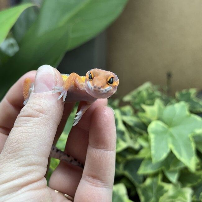 Blood Emerine Leopard Gecko 'M1'