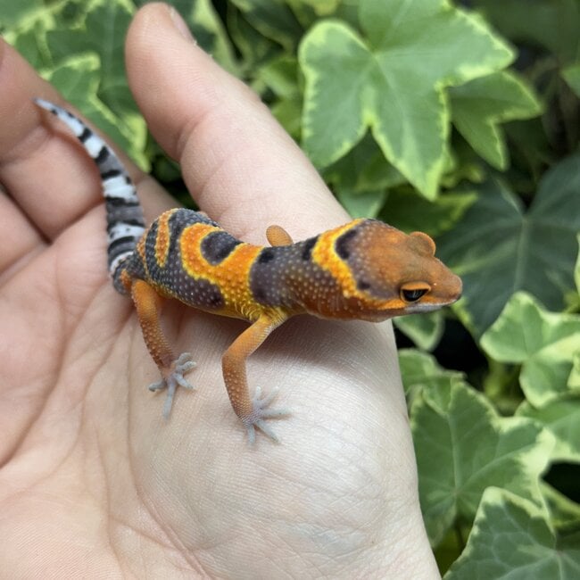 Blood Emerine Leopard Gecko 'M1'