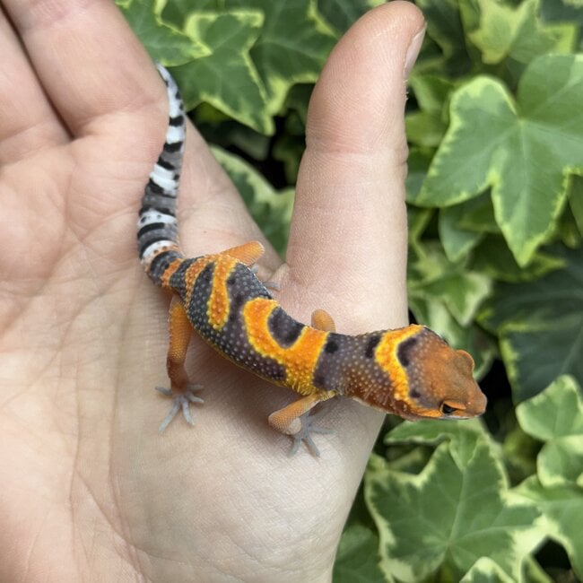 Blood Emerine Leopard Gecko 'M1'