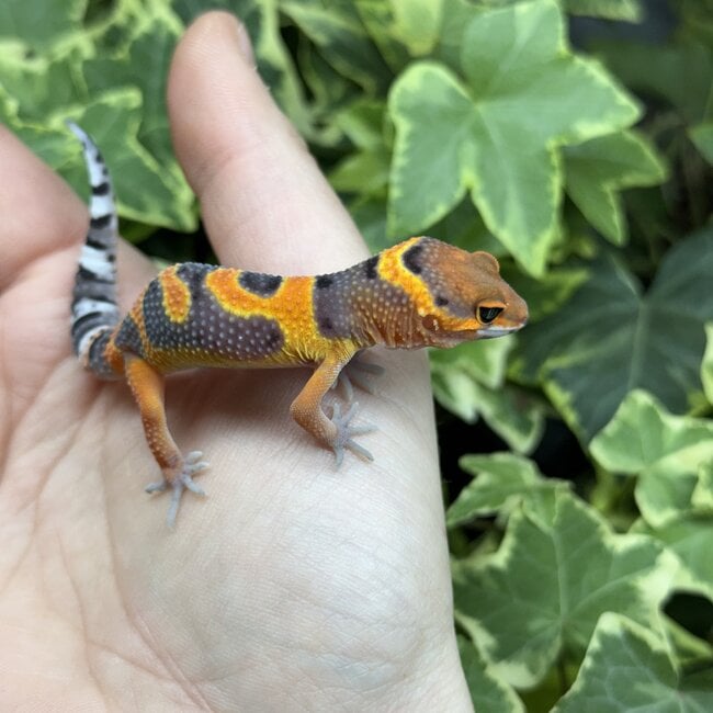 Blood Emerine Leopard Gecko 'M1'