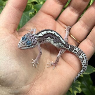 Mack Snow Bold Stripe Leopard Gecko