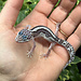 Mack Snow Bold Stripe Leopard Gecko