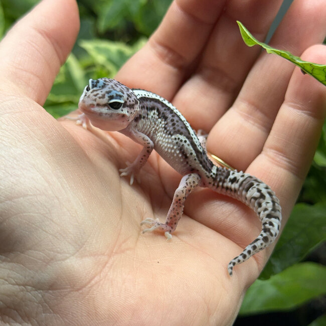 Mack Snow Bold Stripe Leopard Gecko