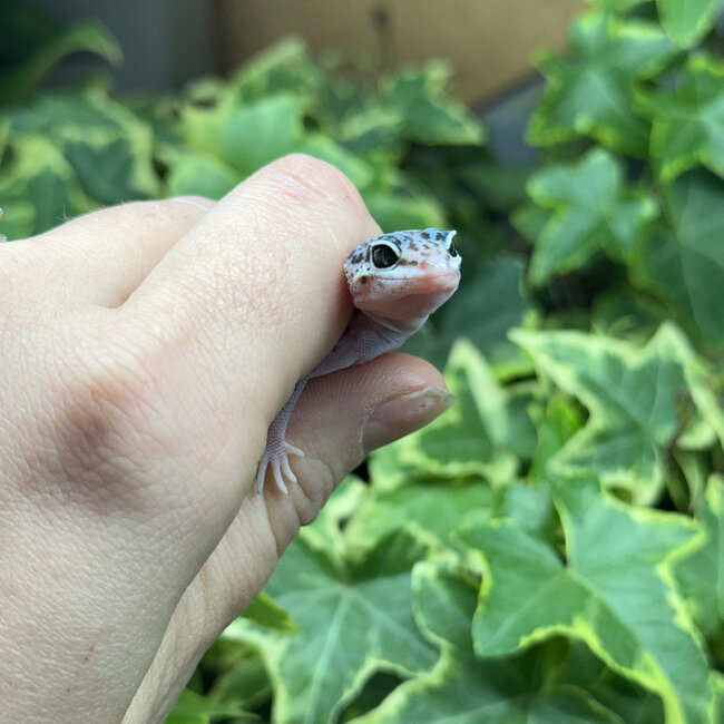 Mack Snow Bold Stripe Leopard Gecko