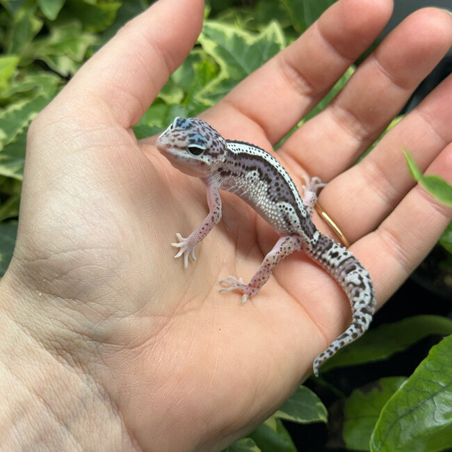 Mack Snow Bold Stripe Leopard Gecko