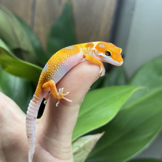 Emerine Enigma Leopard Gecko