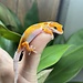 Emerine Enigma Leopard Gecko