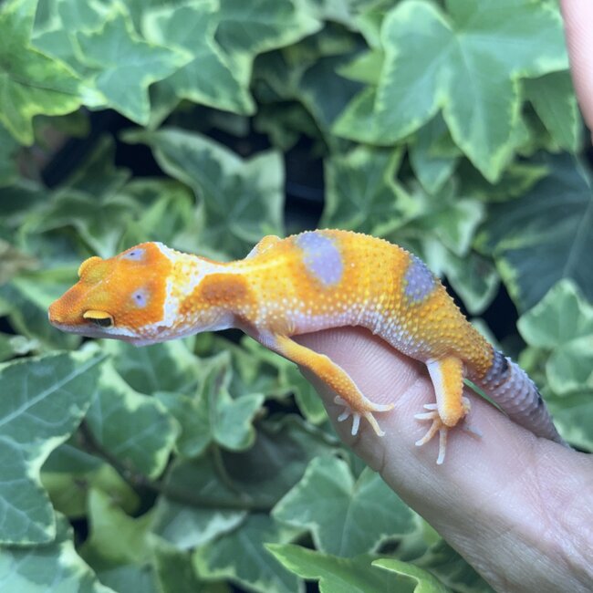 Emerine Enigma Leopard Gecko