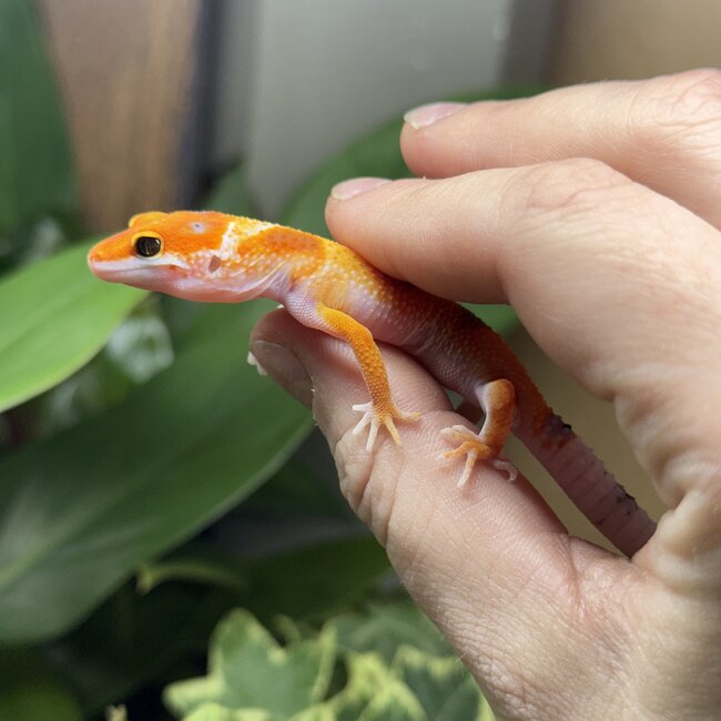 Emerine Enigma Leopard Gecko