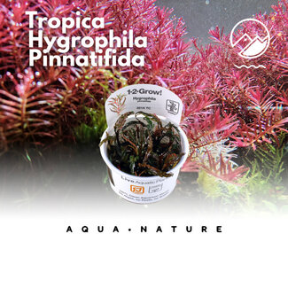 Tropica Hygrophila pinnatifida 1-2-GROW Tropica