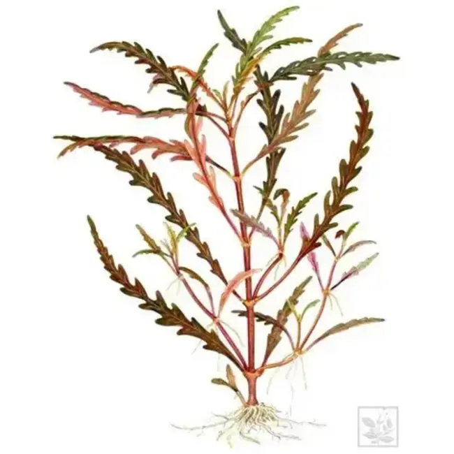 Tropica Hygrophila pinnatifida 1-2-GROW Tropica