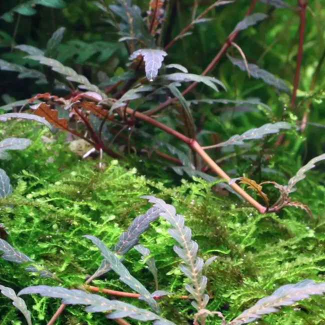 Tropica Hygrophila pinnatifida 1-2-GROW Tropica