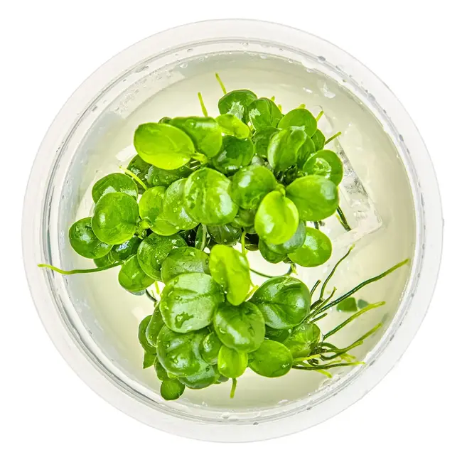 Tropica Anubias barteri 'Mini Coin' 1-2-Grow! Tropica