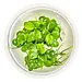 Anubias barteri 'Mini Coin' 1-2-Grow! Tropica