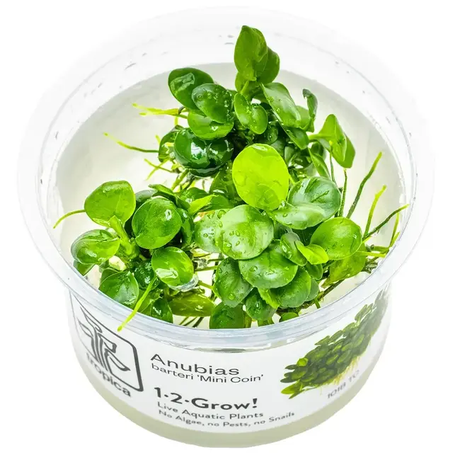 Tropica Anubias barteri 'Mini Coin' 1-2-Grow! Tropica