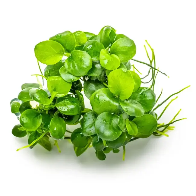 Tropica Anubias barteri 'Mini Coin' 1-2-Grow! Tropica
