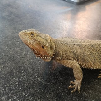 Bearded Dragon 'Cynder' Adult Female