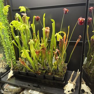 Sarracenia assorted-Hardy Tall Pitcher plant 3.5" pot