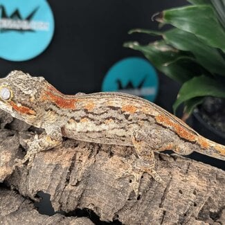 Gargoyle Gecko 'G4'