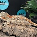 Gargoyle Gecko 'G4'