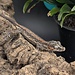 Gargoyle Gecko 'G3'