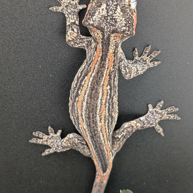 Gargoyle Gecko 'G3'