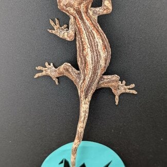Gargoyle Gecko 'G1'
